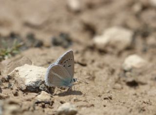 Lacivert Anadolu okgzls (Polyommatus actis )