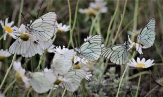 Al Beyaz (Aporia crataegi)