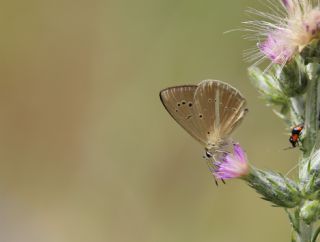 okgzl Lbnan Esmeri (Polyommatus alcestis)