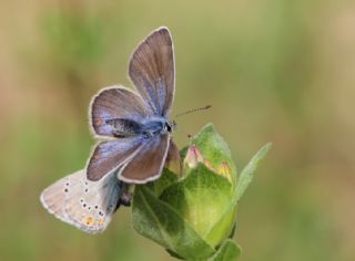 okgzl Gzel Mavi (Polyommatus bellis)