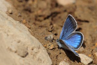 okgzl Rus Mavisi (Polyommatus coelestina)