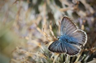 okgzl Anadolu Mavisi (Aricia crassipunctus)