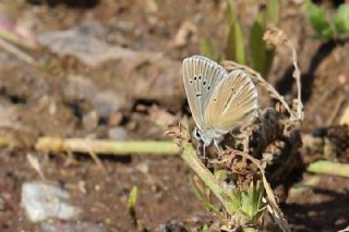 �okg�zl� Damon Mavisi&nbsp;(Polyommatus&nbsp;damon)