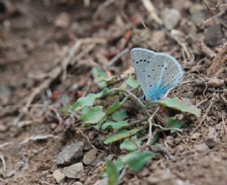 okgzl figenya (Polyommatus iphigenia)