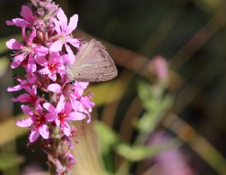 okgzl Amasya Esmeri (Polyommatus mithridates)