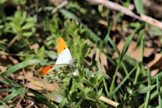 Turuncu S�sl�&nbsp;(Anthocharis&nbsp;cardamines)