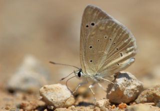 okgzl Poseydon Mavisi (Polyommatus poseidon)