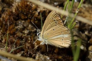 okgzl Demavend Esmeri (Polyommatus demavendi)