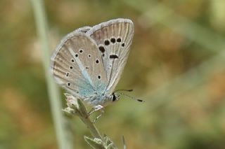 okgzl Surako Mavisi (Polyommatus surakovi)