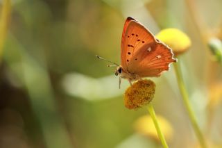 Orman Bakr Gzeli (Lycaena virgaureae)