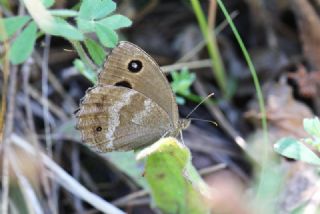 Kara Hayalet&nbsp;(Minois&nbsp;dryas)