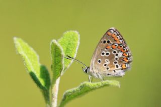 �okg�zl� Balkan Mavisi&nbsp;(Aricia&nbsp;anteros )