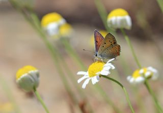 Byk Mor Bakr Gzeli (Lycaena alciphron)