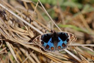 Dicle Gzeli (Junonia orithya)