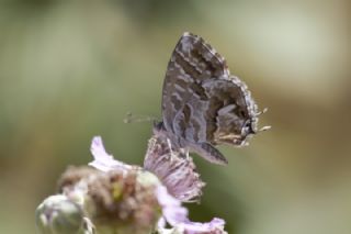 Sardunya Zebras�, Geranyum Bronzu&nbsp;(Cacyreus&nbsp;marshalli)