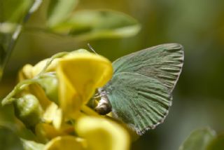 B�y�k Z�mr�t&nbsp;(Callophrys&nbsp;herculeana)