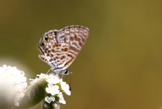 Mavi Zebra (Leptotes pirithous)