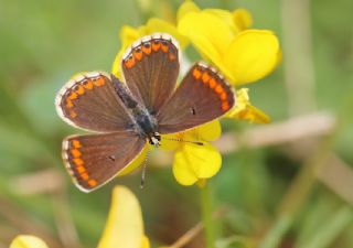 okgzl Esmer (Aricia agestis)