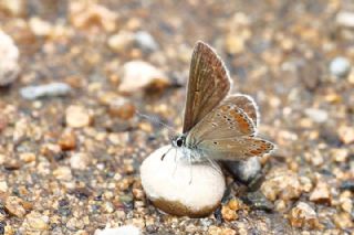 �okg�zl� Orman Esmeri&nbsp;(Aricia&nbsp;artaxerxes)