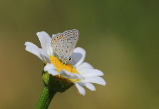 okgzl Mavi (Polyommatus icarus)