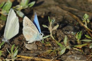 okgzl Turkuvaz Mavisi (Polyommatus dorylas)