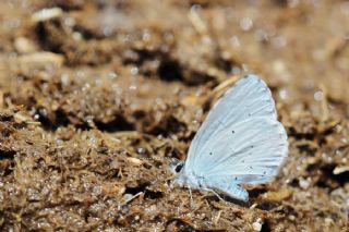 Kutsal Mavi (Celastrina argiolus)