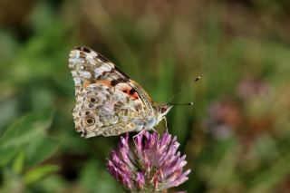 Diken Kelebei (Vanessa cardui)