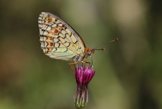 Niyobe (Fabriciana niobe)