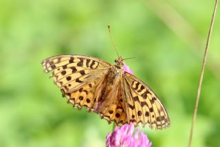 Byk nci (Fabriciana adippe)