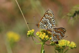 parhan (Melitaea cinxia)