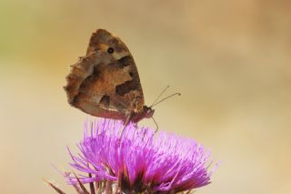 Cad (Chazara briseis)