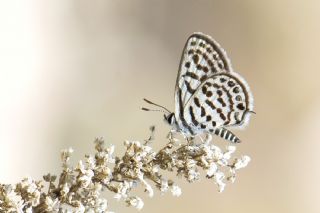 Balkan Kaplan (Tarucus balkanicus)