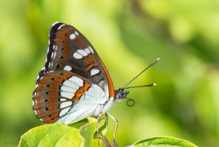 Akdeniz Hanmeli Kelebei (Limenitis reducta)