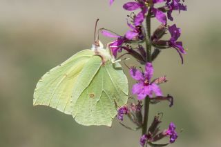 Orakkanat (Gonepteryx rhamni)