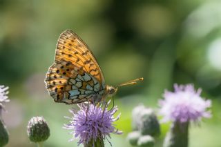 ift Noktal Brentis (Brenthis hecate)