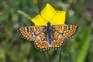 Gzel Nazuum (Euphydryas orientalis)