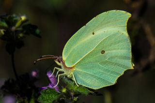 Anadolu Orakkanad (Gonepteryx farinosa)