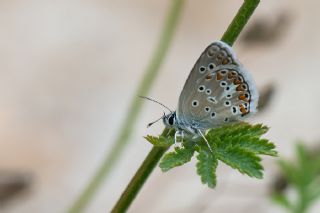 Anadolu okgzls (Polyommatus hyacinthus)