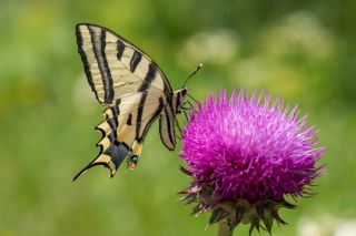 Kaplan Krlangkuyruk (Papilio alexanor)