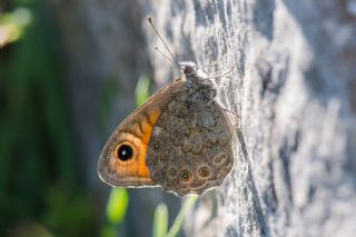 Esmerboncuk (Lasiommata maera)