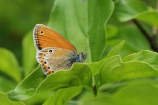 Rus Zpzp Perisi (Coenonympha leander)