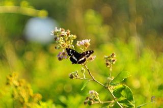 Akdeniz Hanmeli Kelebei (Limenitis reducta)