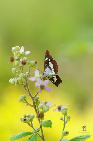 Akdeniz Hanmeli Kelebei (Limenitis reducta)