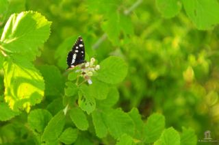 Akdeniz Hanmeli Kelebei (Limenitis reducta)