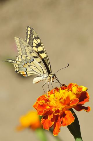 Krlangkuyruk (Papilio machaon)