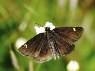 Beyaz Benekli Zpzp (Heteropterus morpheus)