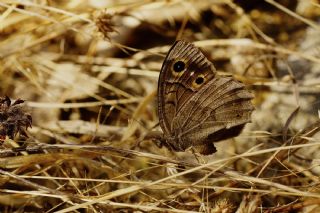 Aa Karamelei (Hipparchia statilinus)