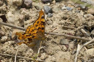 Anadolu ehzadesi (Thaleropis ionia)