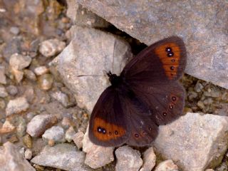 Mecnun Gzelesmeri (Erebia melancholica)