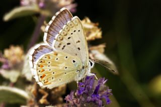 okgzl Anadolu illi Mavisi (Polyommatus ossmar)